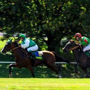 societe des courses de niort - hipodrome de romagne